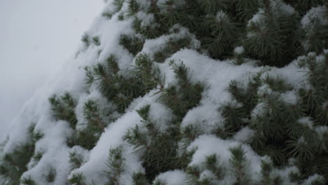 Nieve-De-Invierno-De-Pino-Rodada-En-Cámara-Lenta