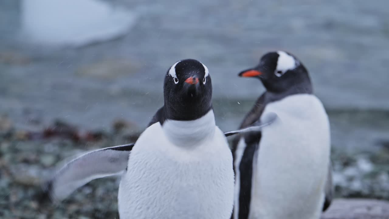 pingüinos en cámara lenta cerca en la antártida, pareja de dos pingüinos gentoo sacudiendo la cabeza y secándose y agitando las alas en la vida silvestre y los animales vacaciones a la península antártica