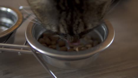 un gato hembra tomando comida seca de un plato de metal. plato de metal con comida y agua. disparo en cámara lenta