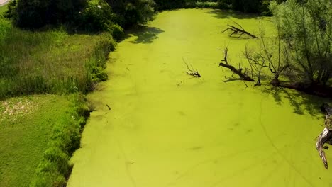 aerial view of an extremely stagnant pond, with light-green algae