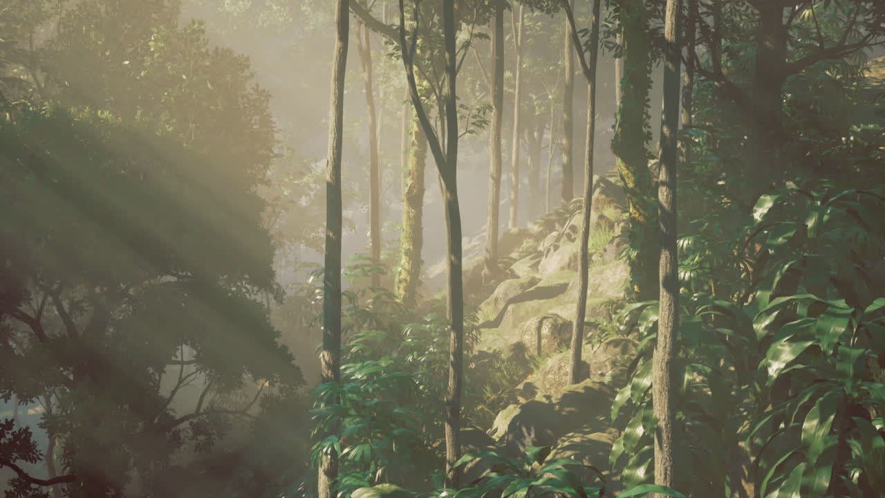 Serene forest with sunlight filtering through trees in the morning