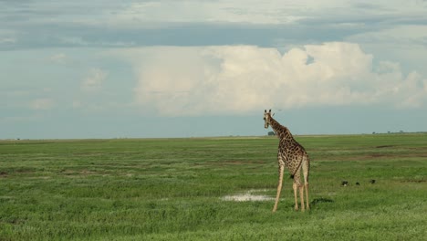 wide shot of a giraffe bull drinking in the lush wetland of chobe national park.