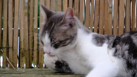 young adult grey tabby cleaning himself on balcony