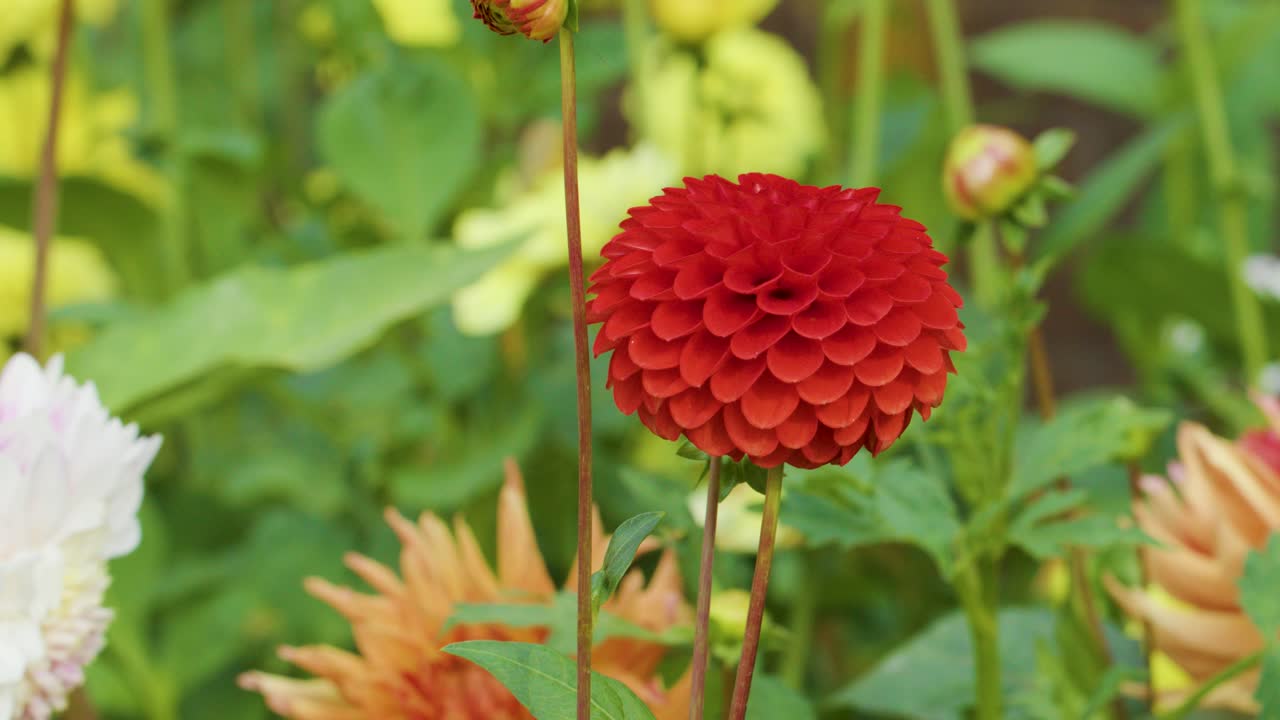 Vivid red dahlia flower sways gently outdoors, surrounded by colorful blooms and green foliage