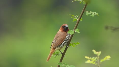 scaly-breasted munia -single - relaxing