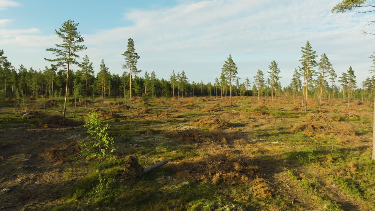 Drönarbild över en skogsglänta med fröträd kvar för återväxt, sommardag