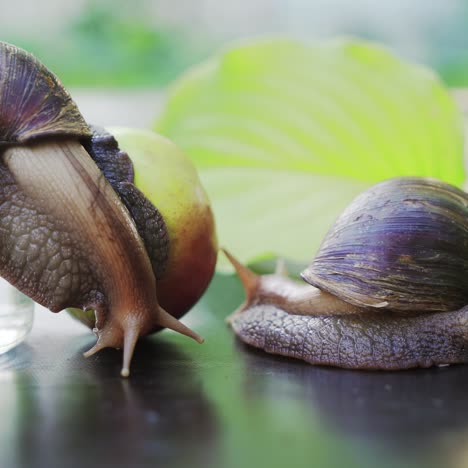giant african land snails (achatina fulica) eating apple