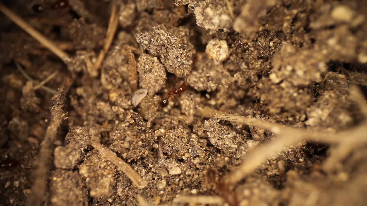 Disturbed fire ant mound - top down view of fire ants trying to remove a white shelled bug, the shelled bug moves on his own, fire ants continue to move about the broken dirt