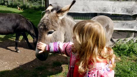 little girl and donkey interacting on a farm