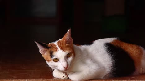 a cute calico cat sitting and relaxing on the doorway of it's home