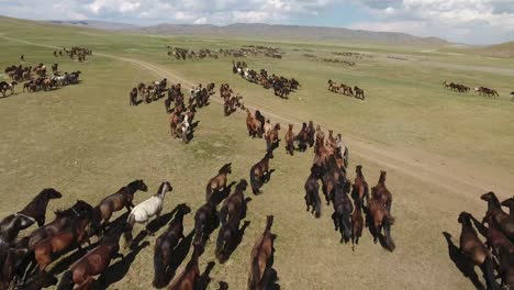 epic herd of horses galloping in the wild endless steppes of mongolia drone shot