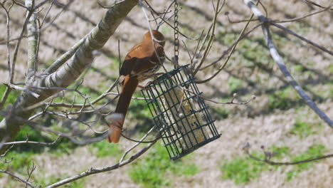 brown thrasher eating at a suet bird-feeder during late-winter in south carolina. slow motion. clip s