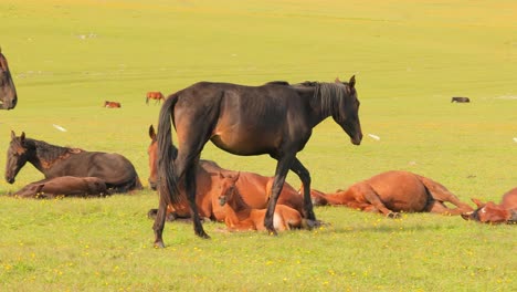 horses grazing on a green meadow in a mountain landscape.