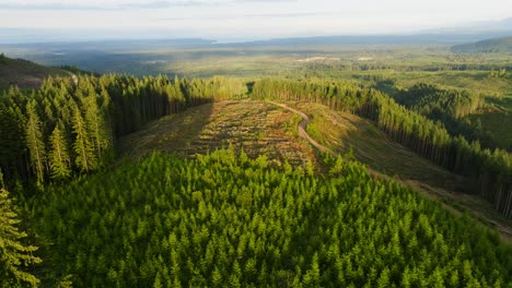 Ein-Bestand-An-Hohen-Bäumen-Mit-Waldkahlschlag-Im-Hintergrund