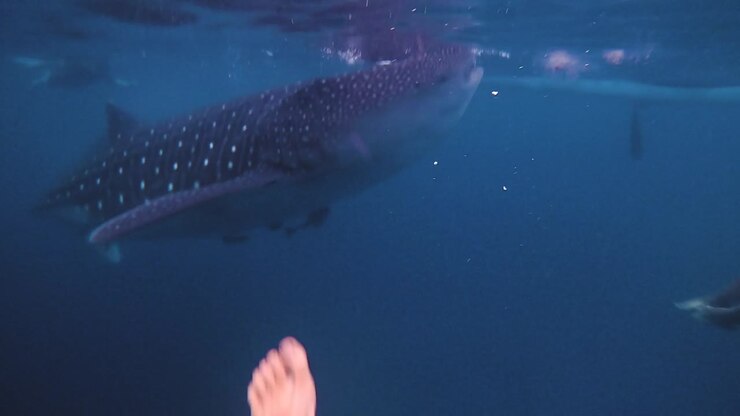 POV of caucasian man diving with a whale shark in Oslob Cebu in the Philippines