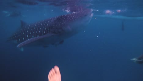 punto de vista de un hombre caucásico buceando con un tiburón ballena en oslob cebú en filipinas