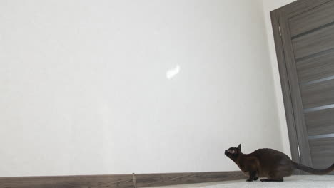 playful burmese cat indoors. funny pedigreed pet jumping on the wall and playing in the room. brown shorthair cat.