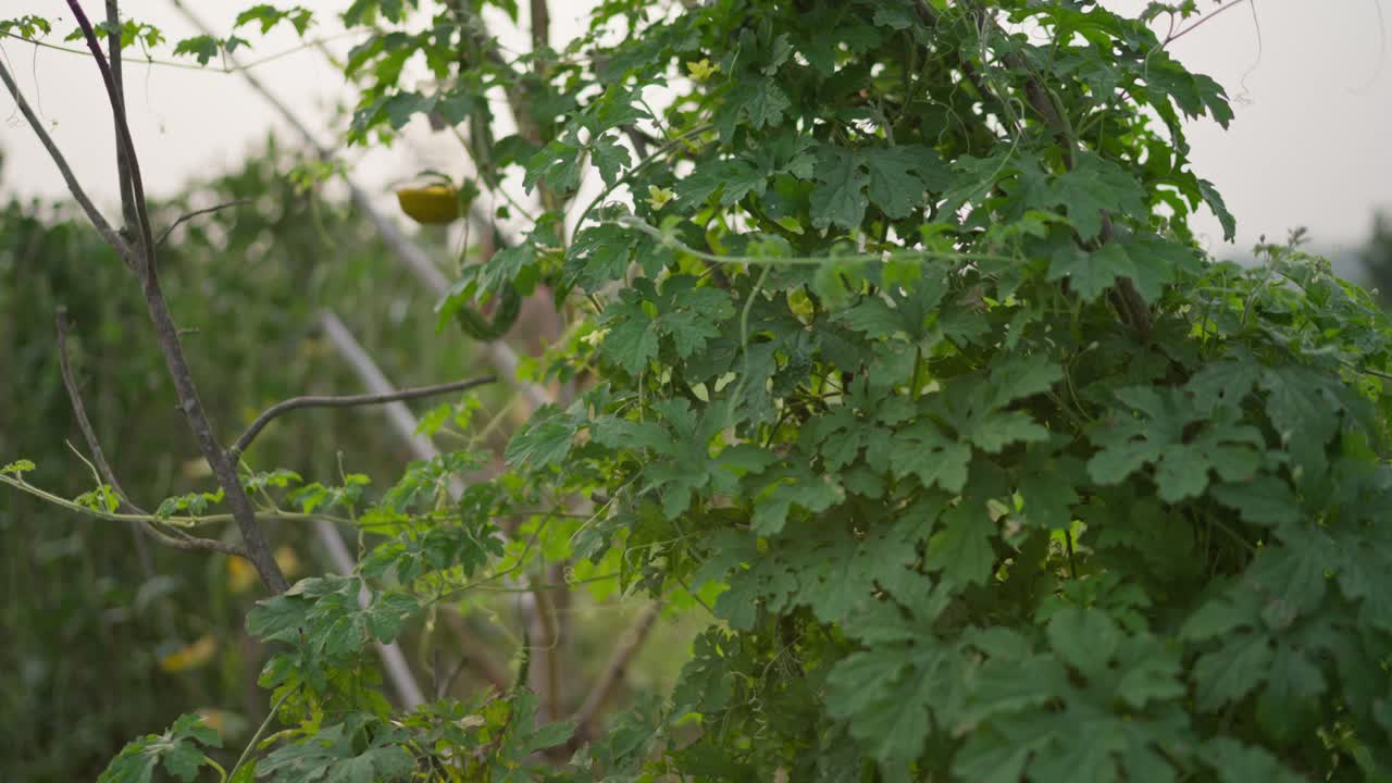 Riprese di melone amaro (karela) che cresce e fruttifica in un orto domestico. Evidenzia la coltivazione biologica di verdure, il giardinaggio rurale e la crescita naturale delle piante