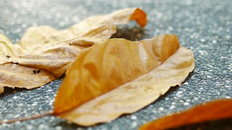 hoja marrón seca sobre un fondo de madera ,