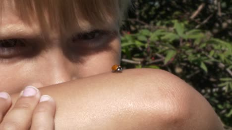 cute ladybug or ladybird beetle walks on kids arm and flies away, close up view