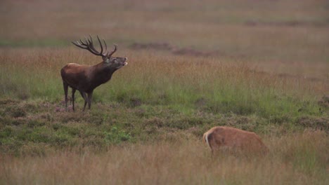 Mittlere-Aufnahme-Eines-Großen-Rothirschbocks-Auf-Der-Kuppe-Eines-Kleinen-Hügels,-Der-Die-Luft-Schnüffelt,-Die-Sie-Rufen,-Wobei-Sein-Atem-In-Der-Kühlen-Luft-Sichtbar-Ist