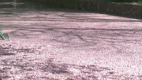 cherry blossom sakura hanami petals flowing in the river