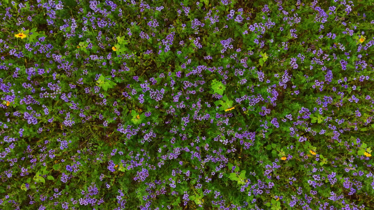 Vivaci fiori di campo ricoprono il terreno in un'armoniosa esplosione di colori e vita sotto il caldo sole in un pacifico prato