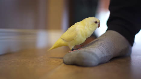 lineolated parakeet chews on a man's sock while standing on his foot