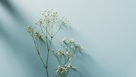 video of multiple white flowers and copy space on blue background