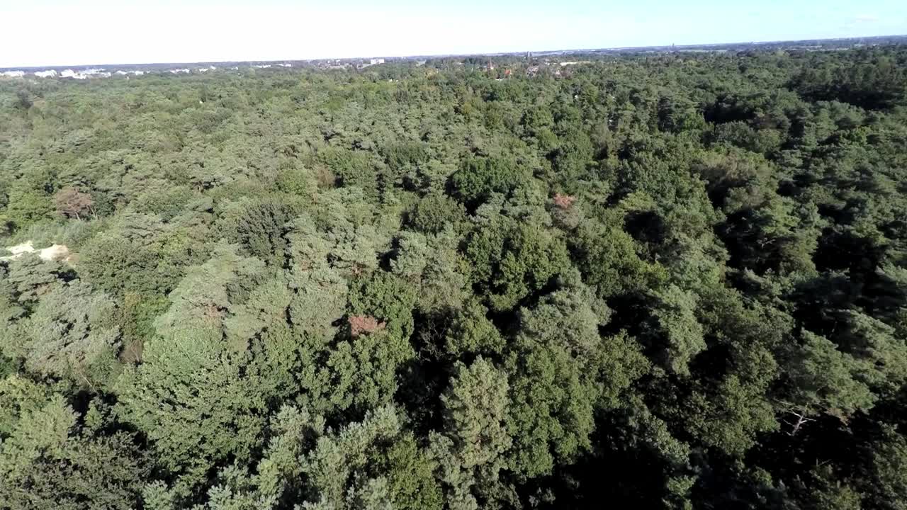 tomas aéreas de un bosque de pinos en una zona de dunas de arena