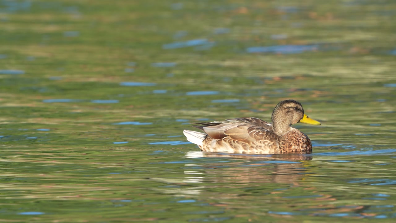 Mallard duck preening its feathers while floating peacefully on the calm waters of Walensee, Switzerland.