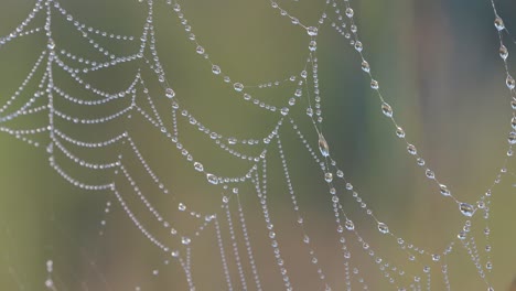 dew beads on spider web gently moving in wind with bokeh background