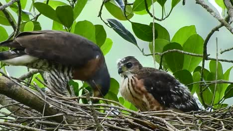 Eine-Mutter-Des-Haubenhabichts-Füttert-Ihr-Junges-Mit-Frischem-Fleisch-Von-Ihrer-Beute,-Oben-Auf-Dem-Nest