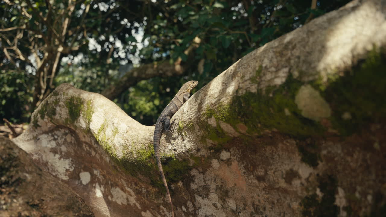 Iguana on a mossy tree branch