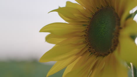 Close-up-shot-of-the-head-of-a-sunflower-moving-in-the-wind