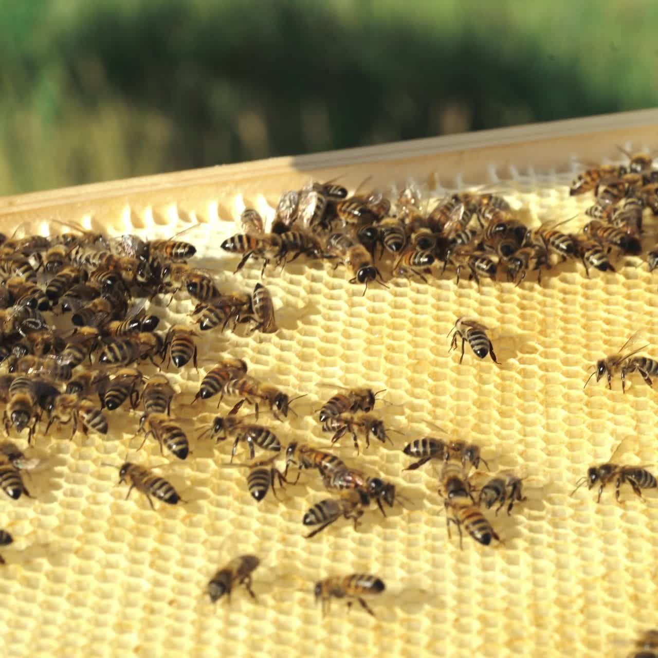 Beekeeper holding a honeycomb full of bees. Working bees on honeycomb. Apiary concept