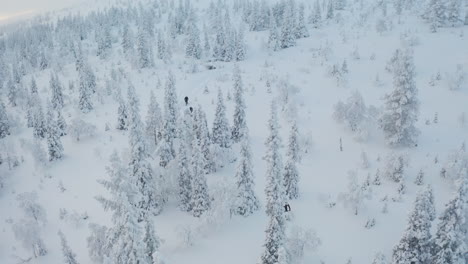 Aerial-view-of-three-people-on-fatbikes-going-downhill-through-snowy-forest-in-Lapland-Finland