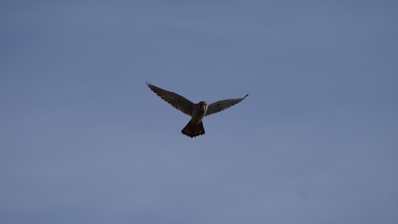 fascinante primer plano de un pájaro de rapiña flotando cerca del castillo de dunnottar en escocia, mostrando su majestuosa gracia
