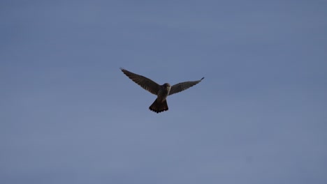 Fascinating-close-up-of-a-hovering-bird-of-prey-near-Dunnottar-Castle-in-Scotland,-displaying-its-majestic-grace