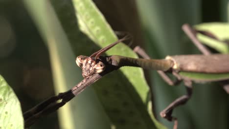 mantis religiosa mirando hacia la cámara