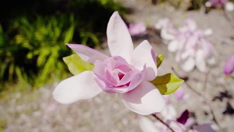 magnolia dawsoniana flower bloom in springtime. close-up shot