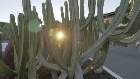 gran cactus callejero con el sol brillando a través de sus tallos