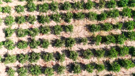 imágenes aéreas de drones al atardecer de viñedos, hileras de campos de uva verde dorado en koilani, limassol, chipre