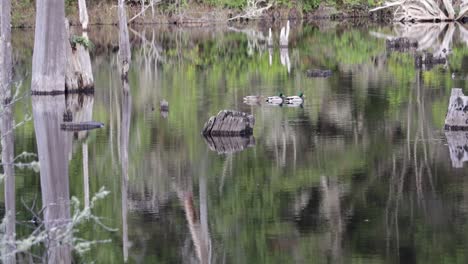 tres patos flotando en un estanque con reflejos de hojas verdes y árboles muertos de aspecto blanco y gris