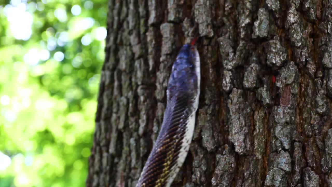 Video of a Western Ratsnake Pantherophis obsoletus climbing a tree