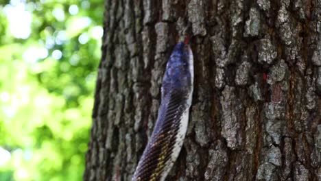 video of a western ratsnake pantherophis obsoletus climbing a tree