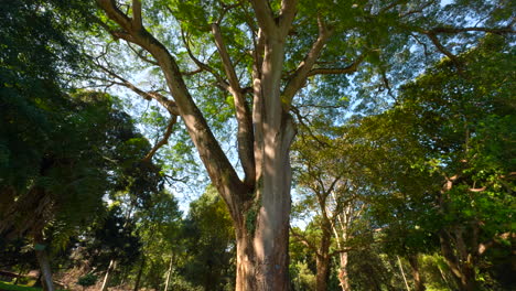 large tree in a forest