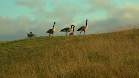 Eine-Herde-Kanadagänse-Hängt-Auf-Einem-Grasbewachsenen-Hügel-In-Oregon