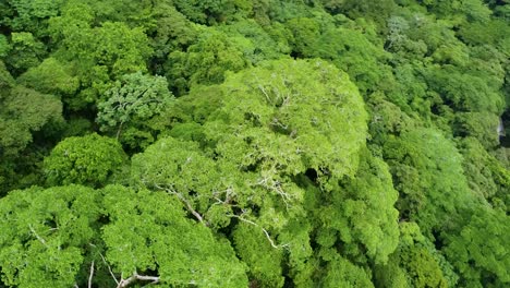 aerial shot circling around dense lush green forest canopy in mexico