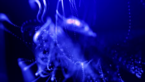 burbujas azules abstractas movimiento borroso brillante dinámico. 4k uhd fondo de introducción animación de video de bucle sin costuras.